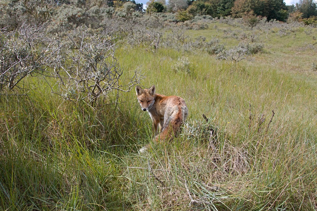 AWD Amsterdamse Waterleidingduinen natuurgebied polder bos vos hert herten damhert duinen zandvoort waterwingebied